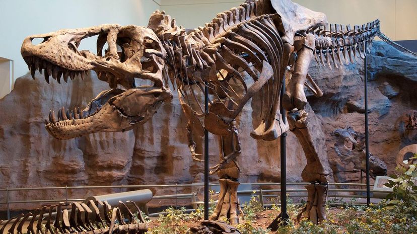 T-Rex fossil