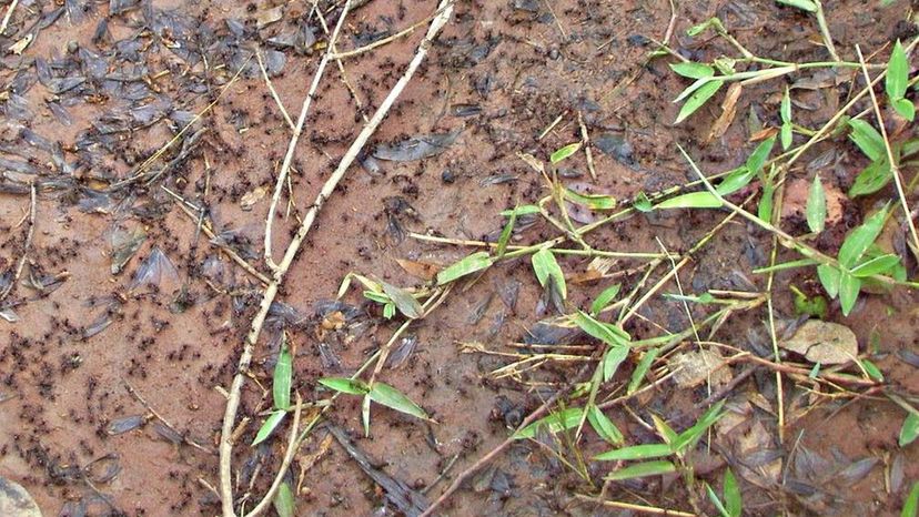 Quel dangereux animal terrestre apparaÃ®t à l'image ?