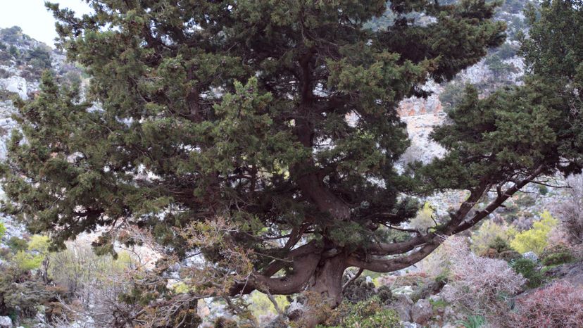 38 Cypress Cupressus sempervirens