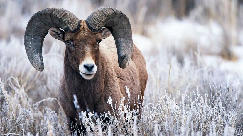 Bighorn sheep