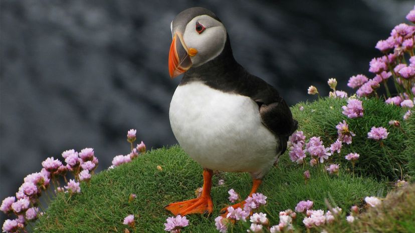 Puffin