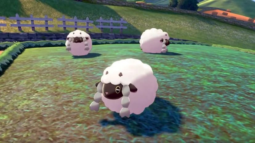 Sheep Pokemon