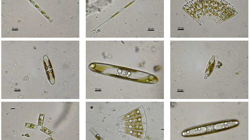 Diatoms