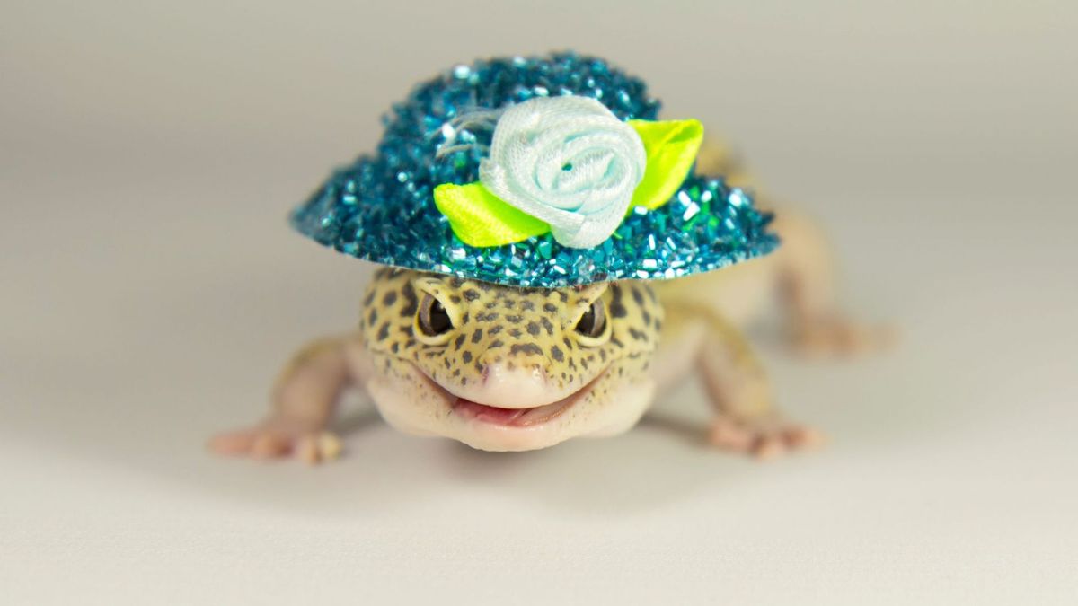 What's Your Perfect Pet? | HowStuffWorks