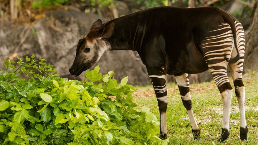 Okapi