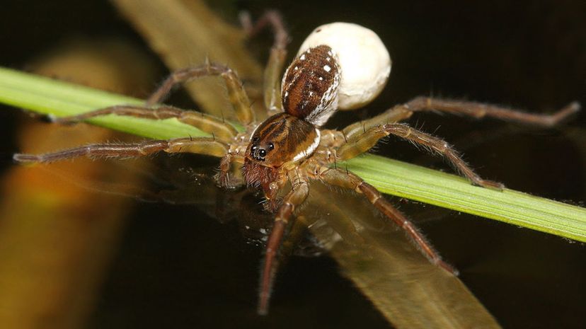 36 Pirate Wolf Spider