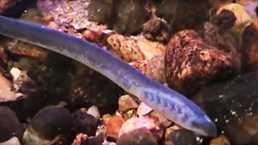 Short Headed lamprey