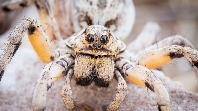 How Much Do You Know About Scary Yet Harmless Bugs?