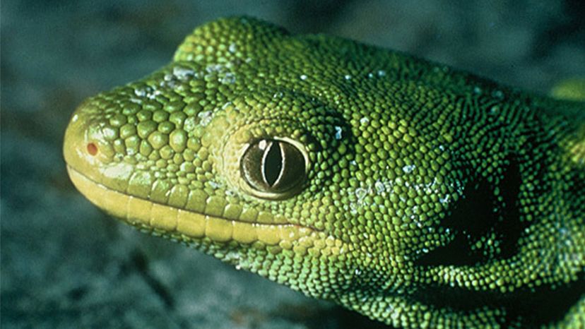 Nelson green gecko