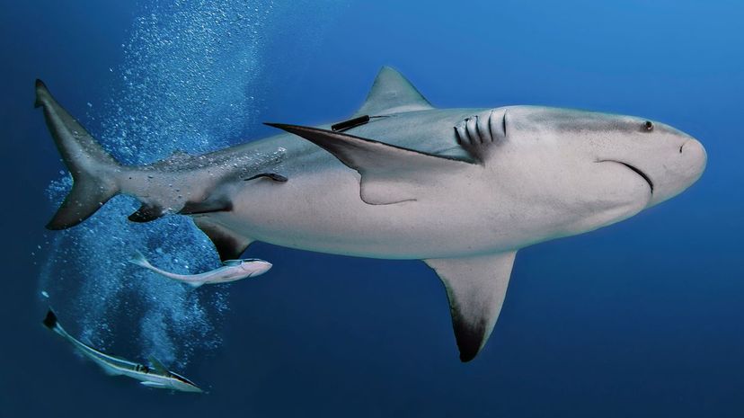 Bull shark