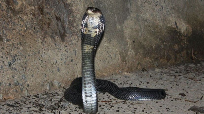 Chinese cobra