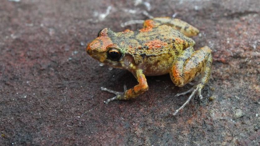 Southern Cricket Frog