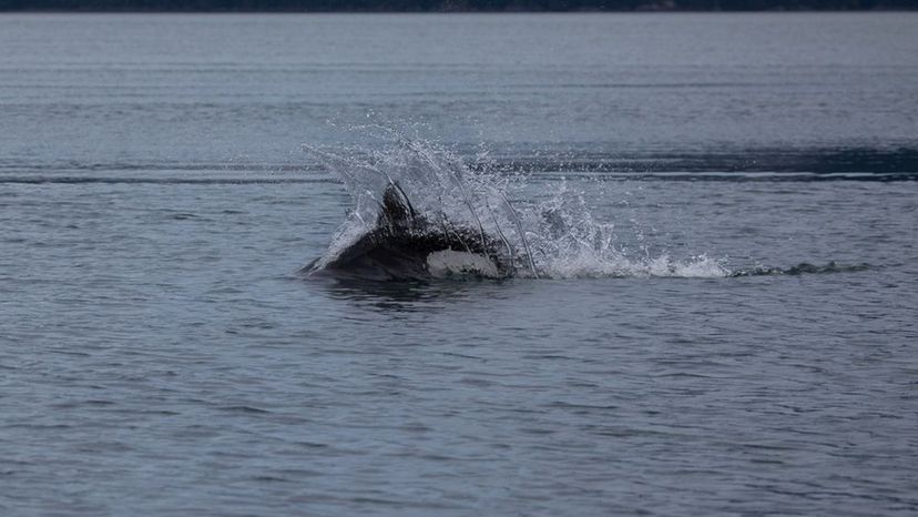 Dall Porpoise