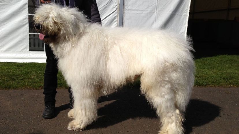 Komondor