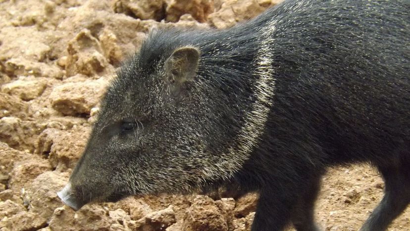 Peccary Collared Desert Animal