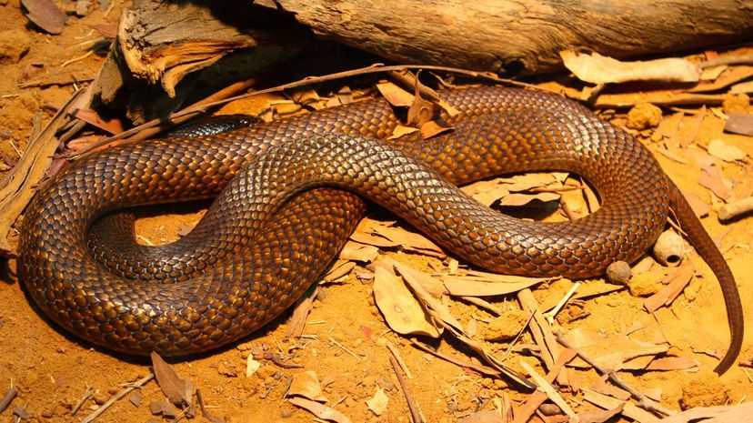 Western brown snake