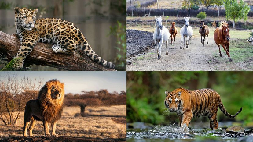 tiger, lion, jaguar, karabakh horse