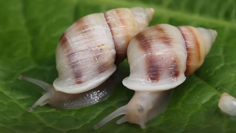 Polynesian Tree Snail