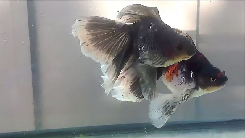 Veiltail Goldfish