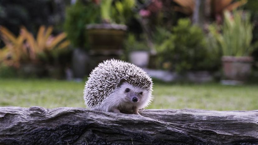 Hedgehog