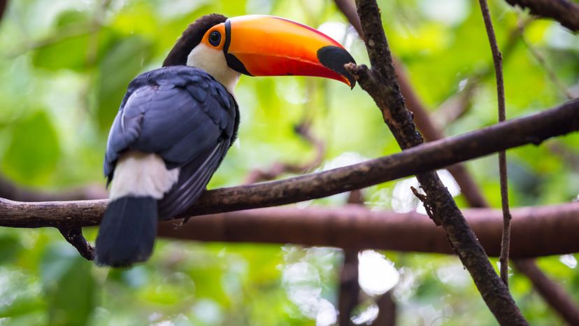Toucan - rainforest