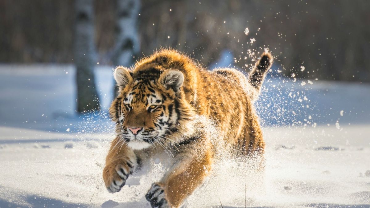 Only 1 in 51 People Can Ace This Animal Identification Quiz. Can You? | Zoo