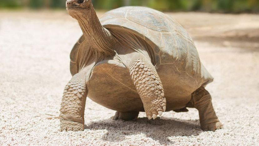 Giant Tortoise