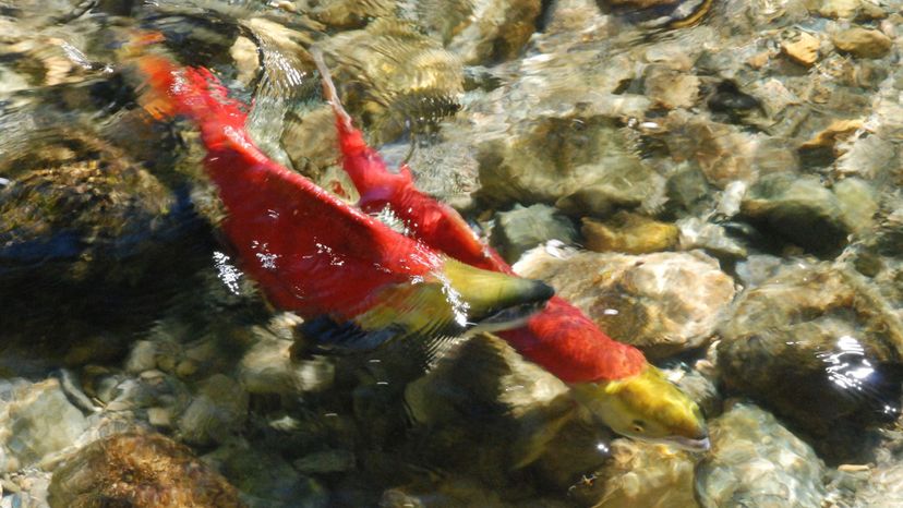 Sockeye salmon