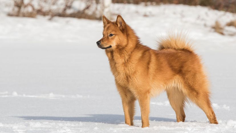 Finnish Spitz