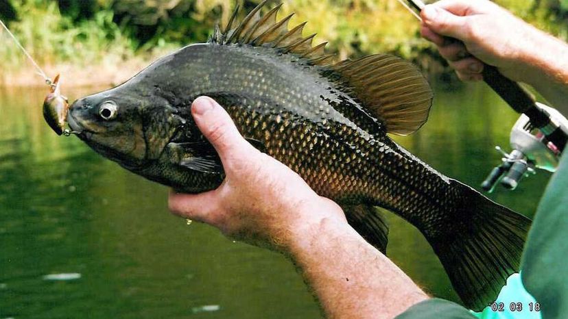 Macquarie perch