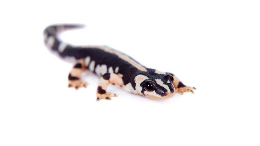 Luristan Newt