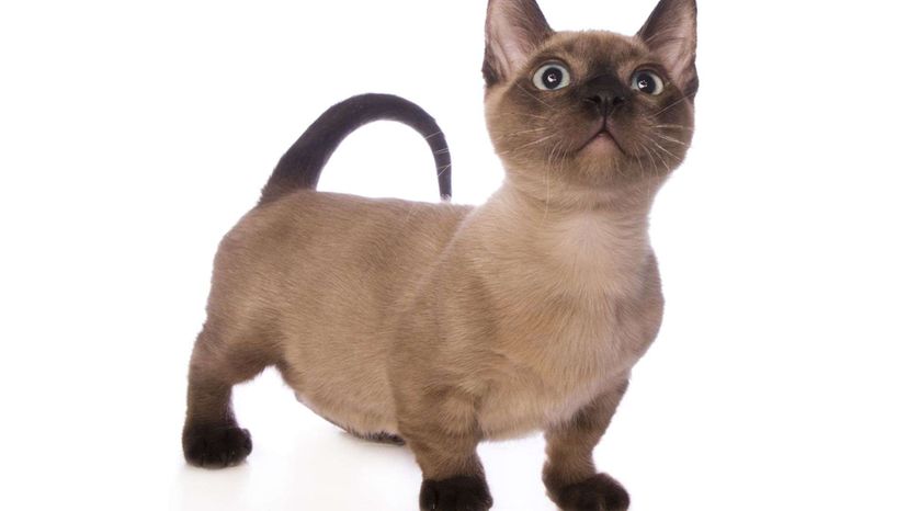 Munchkin cat