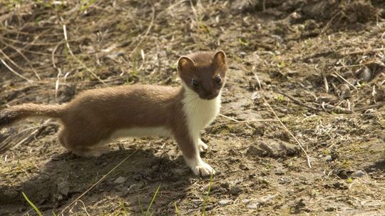 Can You Identify All These Animals That Live in The United Kingdom?