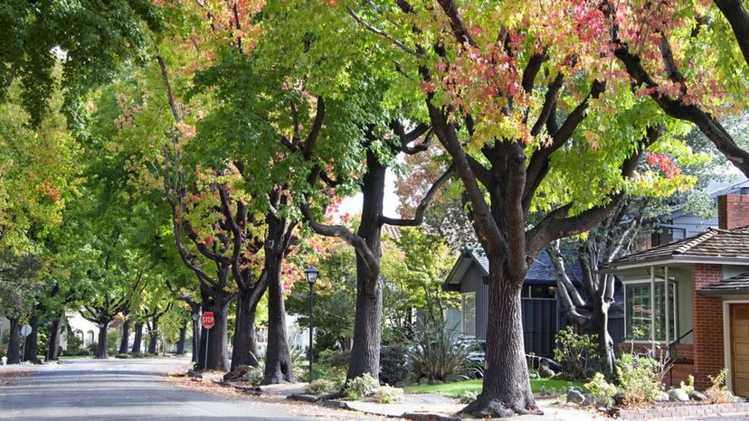 Sweetgum