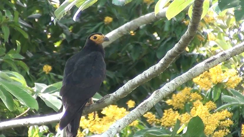 Black Caracara