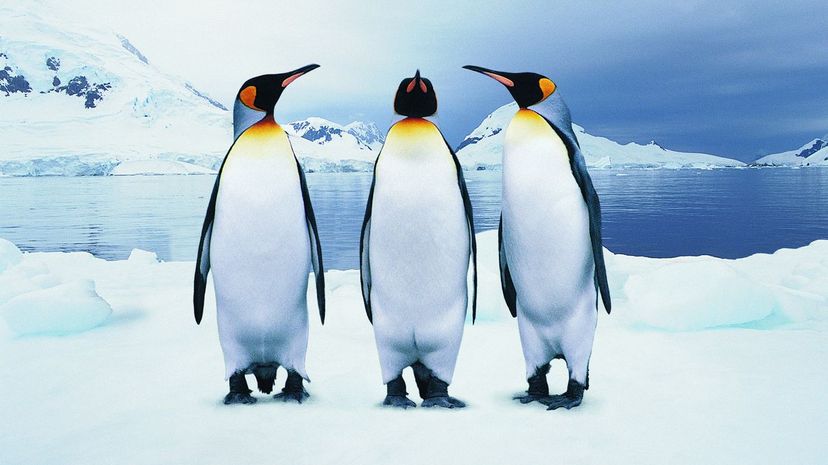 Question 14 - penguins