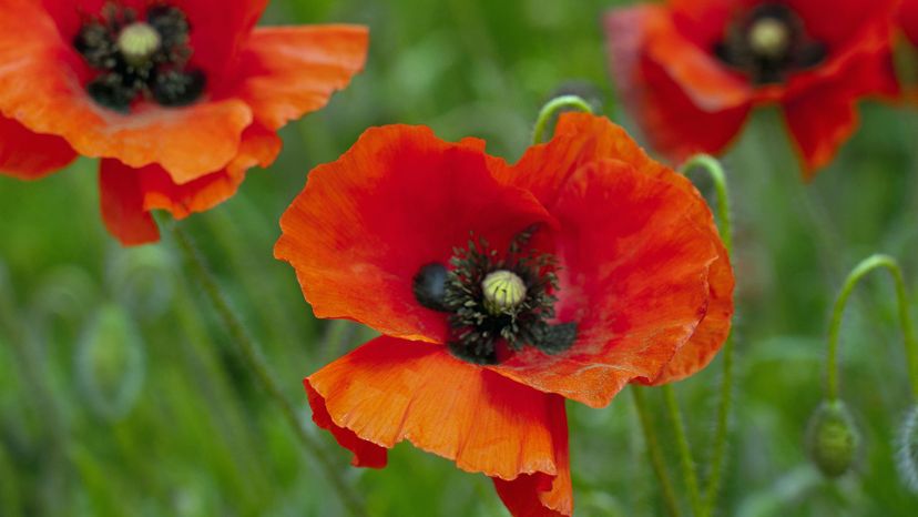 29 poppy GettyImages-115871456