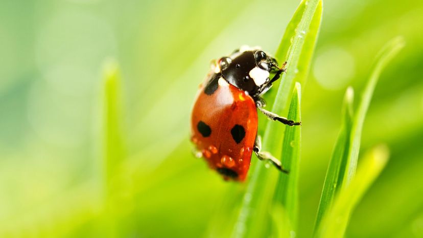 Ladybird beetle