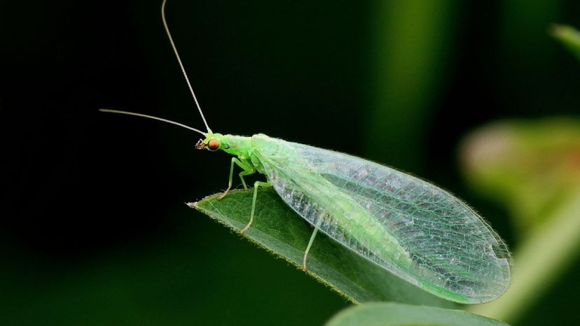 Green Lacewing