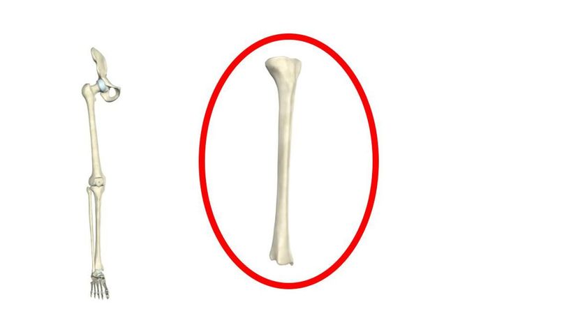 tibia