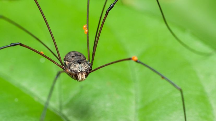 Daddy Long Legs Spider