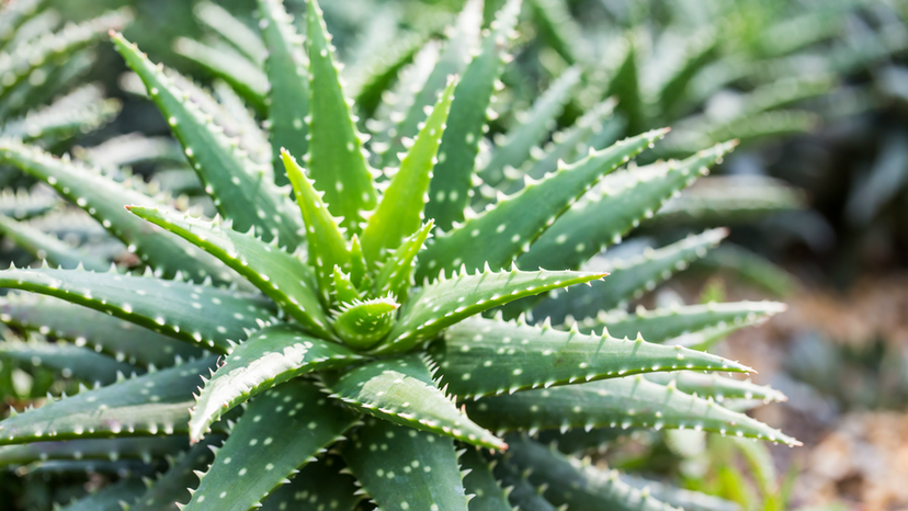 Aloe Vera Garden Plants