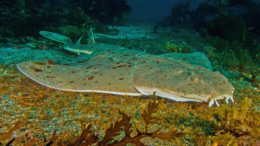 Angel shark