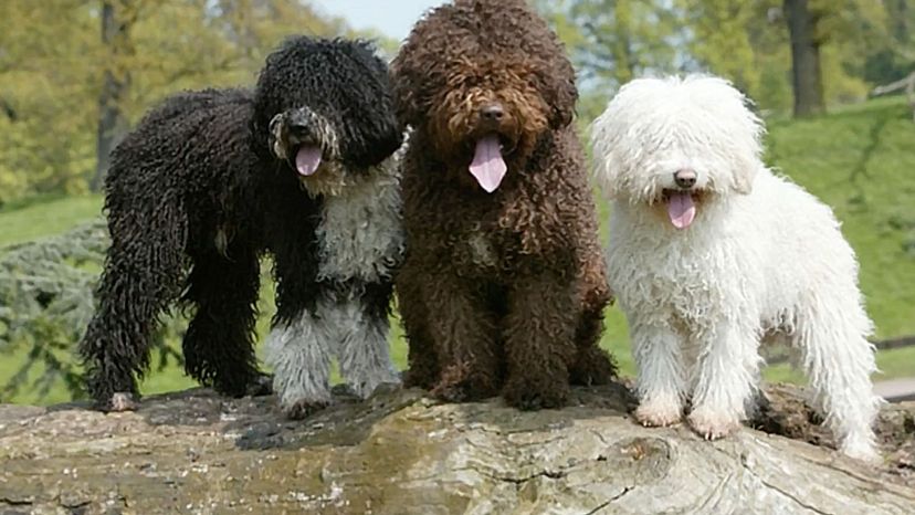 Spanish Water Dog