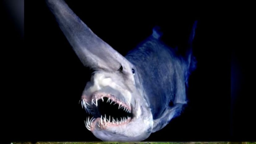 The goblin shark