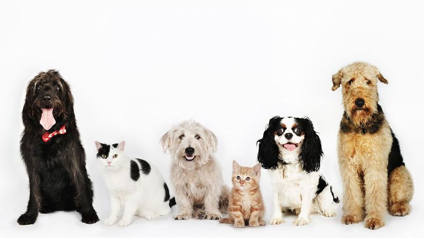 Can We Guess Your Pet's Name in Just 30 Questions?