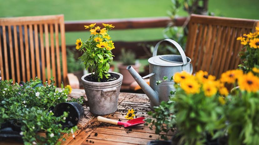 Yellow flowers, flower pots and other gardening equipment on the wooden table