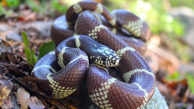 35 California Kingsnake