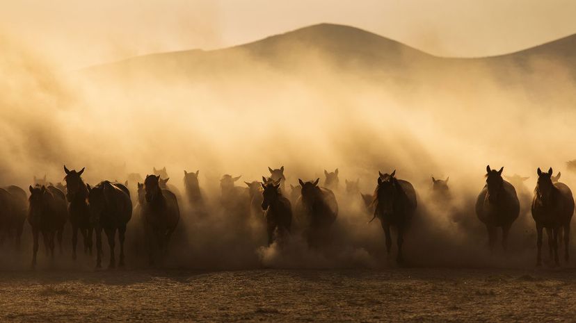 Landscape of wild horses running at sunset