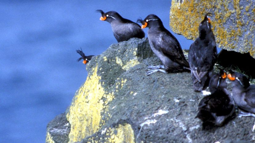 Crested Auklet